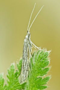 Macedónia, Prilep, 3. 9. 2014, ex Achillea coarctata, le., cult., det. & coll. Richter Ig.