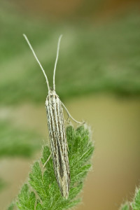 Macedónia, Prilep, 3. 9. 2014, ex Achillea coarctata, leg., cult., det. & coll. Richter Ig.