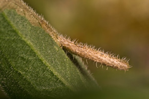 Slovakia, Hrhov, 8. 7. 2015, ex Aster amellus