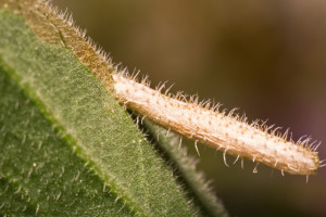 Slovakia, Hrhov, 8. 7. 2015, ex Aster amellus, leg. Ignác Richter