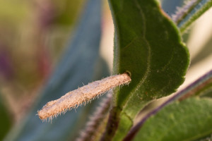 Slovakia, Hrhov, 8. 7. 2015, ex Aster amellus, leg. Ignác Richter