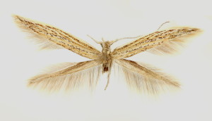 wingspan 16 mm