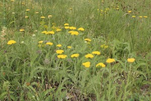 Achillea cf. coarctata, Macedónia, Prilep, máj 2013