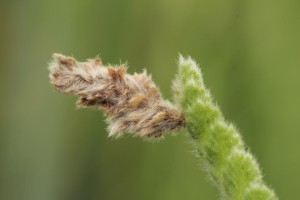 Macedónia, Prilep, Achillea cf. coarctata, máj 2013