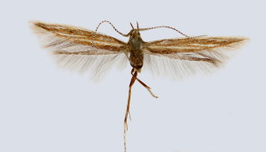 wingspan 9,5 mm