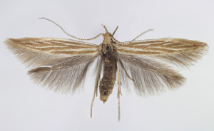 Slovakia, Spišská Nová Ves, 16. 6. 2013, ex larvae, leg., cult. & coll. Endel, wingspan 13 mm