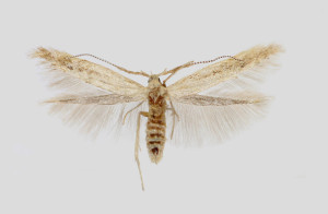 Coleophora binotapennella - kópia