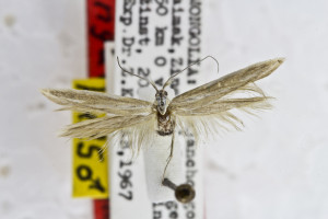 PARATYPUS, coll. TTMB, wingspan 17 mm