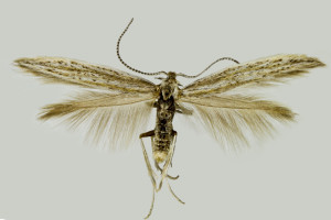 Bulgaria, Besaparian hills, Isperichovo, 3. 6. 2016, leg., det. & coll. Richter Ig., wingspan 10 mm