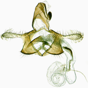  Coleophora-eupepla-Bulgaria-Sandanski-Ploski-28.-29.-5.-2011-leg.-Srnka-GP-18322-IgR-kópia.jpg
