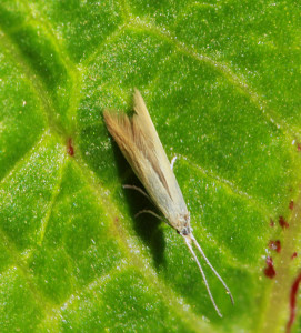 Slovakia, Tvrdošovce 27. 4. 2012, lgt. Ignác Richter, ex larvae - Rumex hydrolapathum