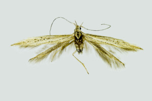 Bulgaria, Pernik, Bosnek, 950 m, 9. 8. 2013, leg. Karsholt, det. Richter Ig., coll. ZMUC, wingspan mm.