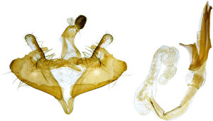 Bulgaria, Pernik, Bosnek, 950 m, 9. 8. 2013, leg.Karsholt, det. Richter Ig., coll. ZMUC, GP 23279 IgR