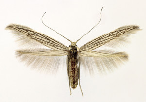 Macedónia, Prilep, 18. 9. 2013, ex larvae, Achillea coarctata, leg. & cult. Richter Ig., wingspan 15 mm