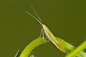 Slovakia, Ladmovce - Kašvár, ex Potentilla, 8. 5. 2015, leg., cult., det. & coll. Richter Ig.