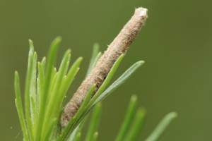 Hungary, Bémegyer, 2. 6. 2013, Artemisia sp.