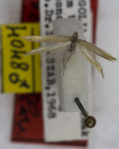 PARATYPUS, coll. TTMB, wingspan 11 mm