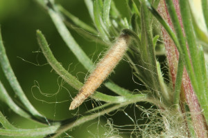 Hungary, Örkény, 10. 5. 2014, ex Artemisia campestris, leg. Richter Ig.