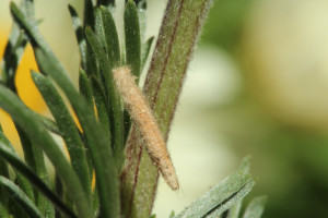 Hungary, Örkény, 10. 5. 2014, ex Artemisia campestris, leg. Richter Ig.