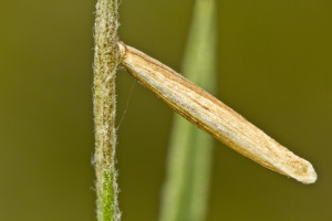 Croatia, Tribunj, 2. 5. 2015, ex Crinitaria linosyris