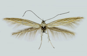 Macedonia, Korab Mts., Kobilino Pole, 2150 m, 3. 7. 2018, leg., det. & coll. Richter Ig., wingspan 16 mm