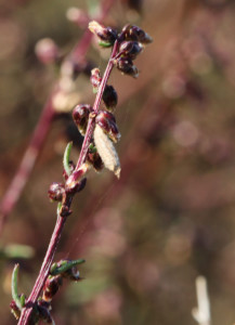 Artemisia sp., október 2012