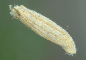 Coleophora adspersella (2)