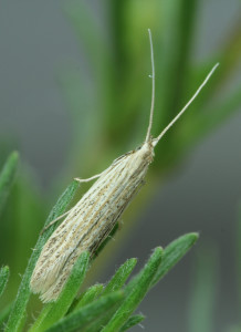 Coleophora adspersella