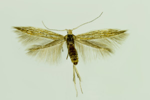 Slovakia, Streda nad Bodrogom, 31. 5. 2014, ex Artemisia campestris, leg., cult., det. & coll. Richter Ig., wingspan 11 mm