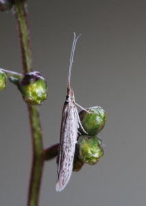 Tvrdošovce, 19. 8. 2013, ex larvae - Artemisia santonicum, cult. IgR.