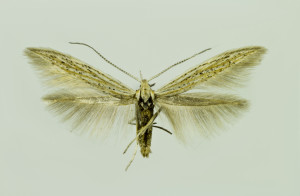 Macedónia, Prilep, 1. 7. 2014, ex Achillea coarctata, leg., cult., det. & coll. Richter Ig., wingspan 13 mm