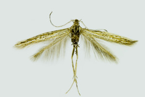 Bulgaria, Pernik, Bosnek, 950 m, 9. 8. 2013, leg. Karsholt, det. Richter, coll. ZMUC, wingspan  mm