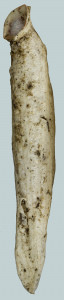 Coleophora meridionella (1)