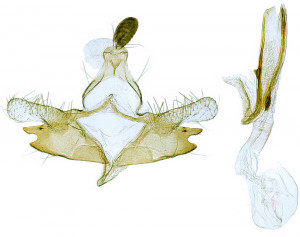 Bohemia, Podyjí, Hardegská vyhlídka, 26. 6. 2002, leg. & coll. Skyva, det. Richter Ig., GP 25710 IgR