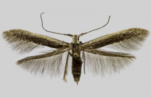 Slovakia, Komárno, Nová Osada záhr., 28. 5. 2018, leg. & coll. Pastorális, det. Richter Ig., wingspan 12 mm