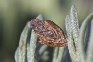 Macedonia, NP Galičica, 1500 m, 30. 8. 2016, ex. Artemisia alba, leg. Richter Ig.