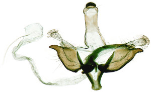  Coleophora-uralensis-Hungary-Csákberény-Bucka-hegy-5.-5.-2012-leg.-Richter-Ig.-GP-18525-IgR-kópia.jpg