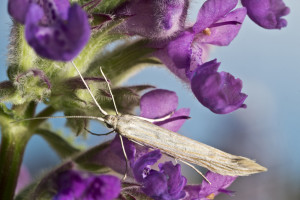 Slovakia, Ladmovce - Kašvár, 22. 5. 2015, ex Echium sp., leg., cult., det. & coll. Richter Ig.