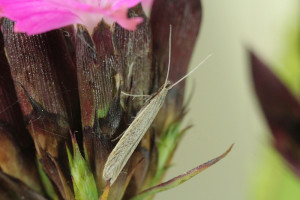 Slovakia, Tvrdošovce, 25. 6. 2014, ex Atriplex litoralis, leg., cult., det. & coll. Richter Ig.