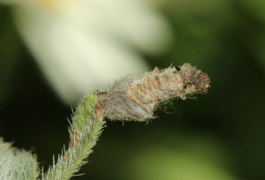 Hungary, Örkény, 9. 5. 2014, ex Alkanna tinctoria, leg. Richter Ig.