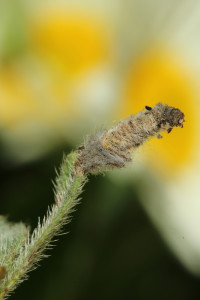 Hungary, Örkény, 9. 5. 2014, ex Alkanna tinctoria, leg. Richter Ig.