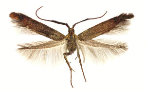 wingspan male 16 mm, female 12 mm