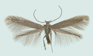 Latvia, Rig. Garupe, ex larvae, 20.-27. 7. 2007, ex coll. H. Roweck, det. Savenkov, coll. Tokár, wingspan 11 mm