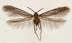 wingspan 11,5 mm