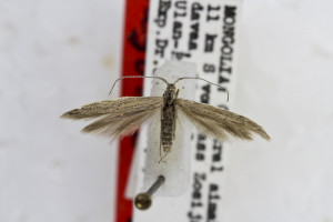 PARATYPUS, coll. TTMB, wingspan 14 mm