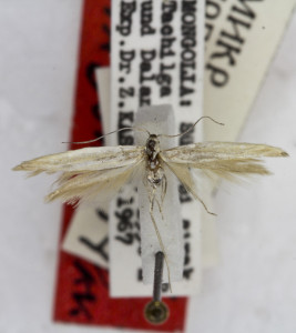 PARATYPUS, coll. TTMB, wingspan 15 mm