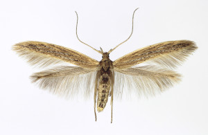 Slovakia, Tvrdošovce 14. 6. 2013 ex larvae Atriplex litoralis, wingspan 16 mm