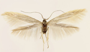 wingspan 14 mm