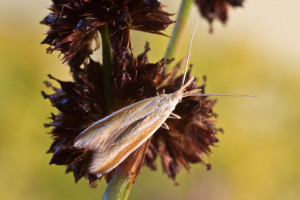 Croatia, Goriš, 29. 6. 2015, ex Medicago falcata, leg., cult., det. & coll. Richter Ig.,