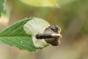 Hungary, Csákberény, 1. 5. 2014, ex Medicago, leg. Richter Ig.